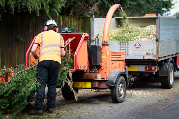 Best Arborist Consultation Services  in Oak Forest, IL