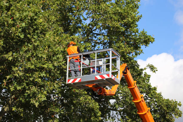 Best Tree Disease Treatment  in Oak Forest, IL