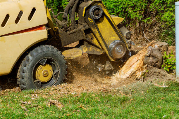 Best Storm Damage Tree Cleanup  in Oak Forest, IL