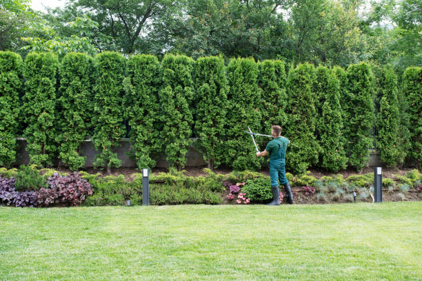 Best Lawn Irrigation Installation and Maintenance  in Oak Forest, IL