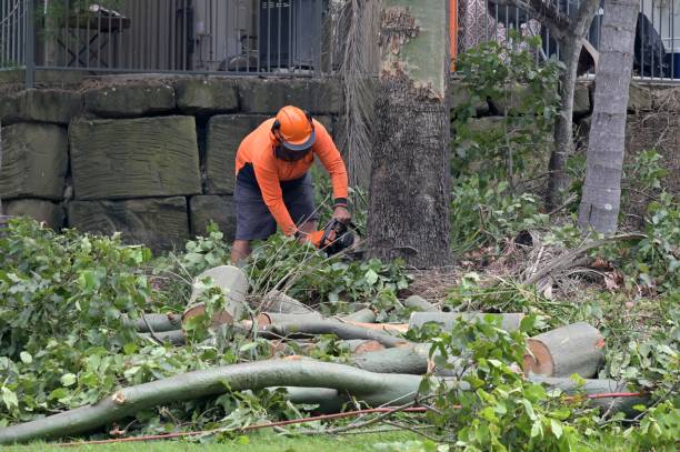 Best Tree Removal  in Oak Forest, IL