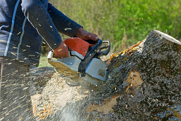 Best Stump Grinding and Removal  in Oak Forest, IL